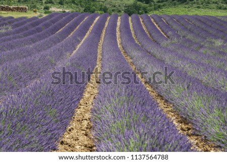 A picture from the beautiful fields of Provance during the summer and full of lavender in bloom.