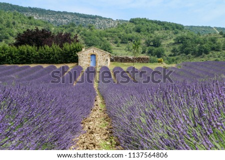 A picture from the beautiful fields of Provance during the summer and full of lavender in bloom.