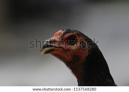 close up shoot of a chicken in the morning