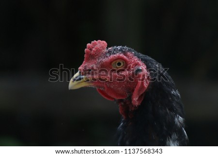 close up shoot of a chicken in the morning