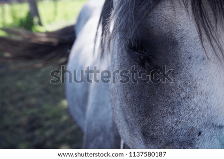 horse with flies in the eyes, photo