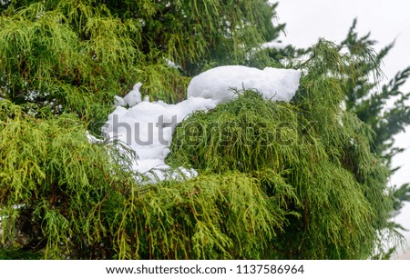 Pine tree with snow on top in early winter season