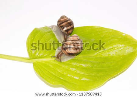 Snails isolated on white. Snails on the green leaf. Beauty cosmetic care. Crawling