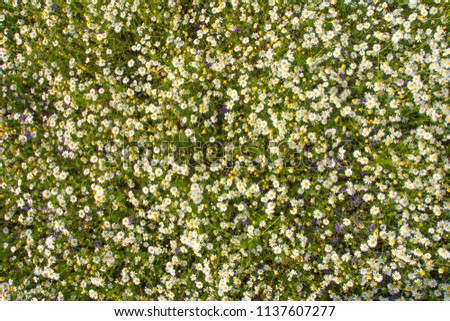 Chamomile on a green meadow. Background of white summer meadow flowers