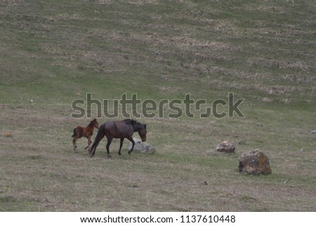 horses in the mountain pasture