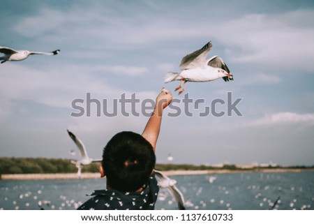 Kid feeding the birds at the mangrove forest.