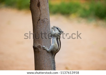 A Squirrel on the tree trunk looking curiously in its natural habitat.