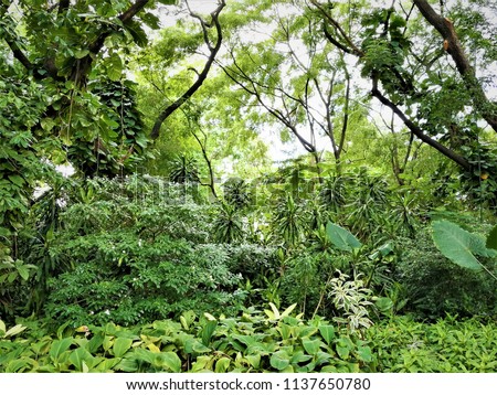 jungle background wall. green leaves trees forest in sunny day