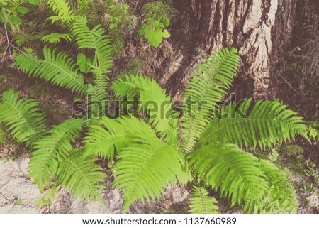 fores shrubs green fern background vintage style