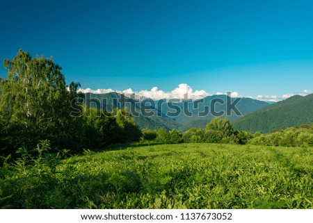 Evening in the mountains. Trees and meadow in the background of high rocky mountains.