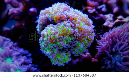 Macro shot on euphyllia frogspawn polyps LPS coral