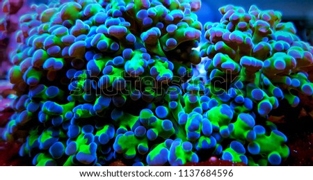 Macro shot on euphyllia frogspawn polyps LPS coral