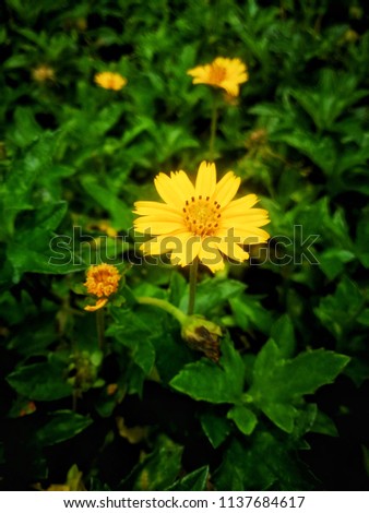 the yellow flower with the nature background.