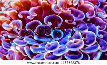 Macro shot on hammer LPS coral polyps Royalty-Free Stock Photo #1137692378