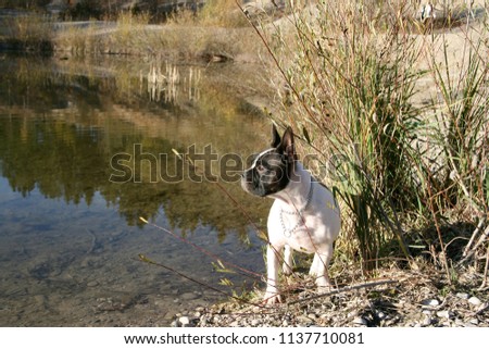 French bulldog and Boston Terrier Mix on the lake side