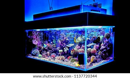 Coral reef aquarium scenic shot  Royalty-Free Stock Photo #1137720344