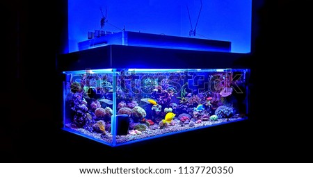 Coral reef aquarium scenic shot 