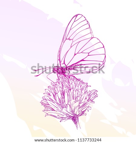 Butterfly gathers nectar on flower, Vector sketch on pink watercolor backdrop, Hand drawn illustration of Hawthorn Aporia Crataegi
