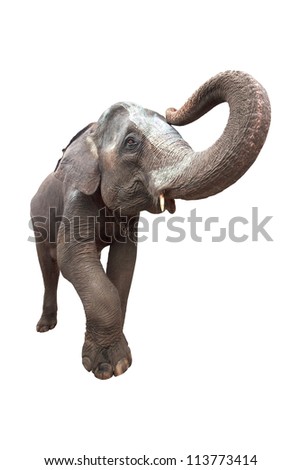 Portrait of an Elephant on white background