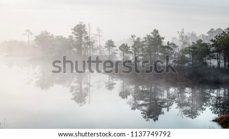 Mysterious forest at foggy morning in swamp area in Kemeri National Park, Latvia Royalty-Free Stock Photo #1137749792