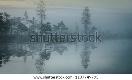 Mysterious forest at foggy morning in swamp area in Kemeri National Park, Latvia Royalty-Free Stock Photo #1137749795