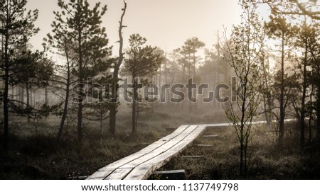 Mysterious forest at foggy morning in swamp area in Kemeri National Park, Latvia Royalty-Free Stock Photo #1137749798