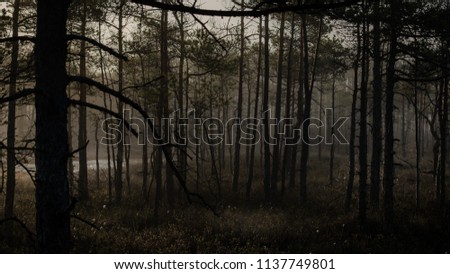 Mysterious forest at foggy morning in swamp area in Kemeri National Park, Latvia Royalty-Free Stock Photo #1137749801