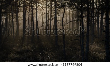 Mysterious forest at foggy morning in swamp area in Kemeri National Park, Latvia Royalty-Free Stock Photo #1137749804