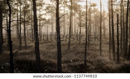 Mysterious forest at foggy morning in swamp area in Kemeri National Park, Latvia Royalty-Free Stock Photo #1137749810