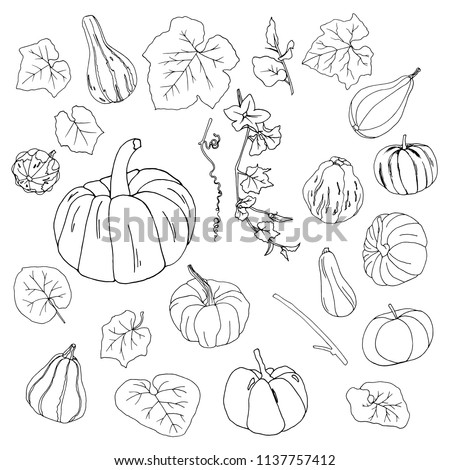 Autumn sketch pumpkins clip art with leaves white isolated vector