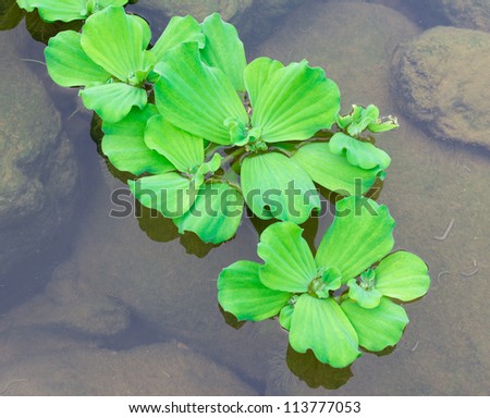 Floating plant? duckweed in the pond