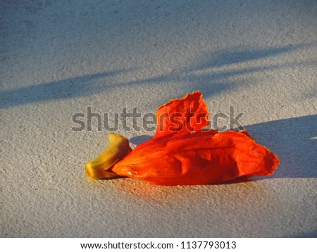 Orange flower fallen