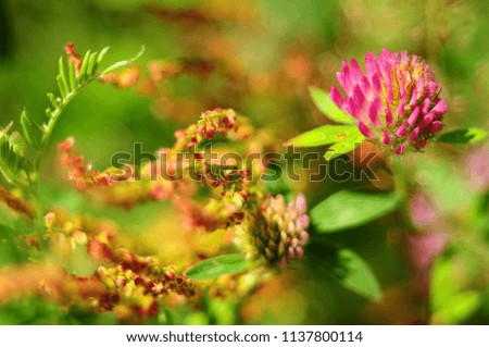 Clover flower on the background of curly bright yellow-red flowers, blur and macro effects