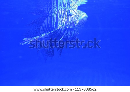 Striped exotic dangerous fish floats near the surface of dark blue water