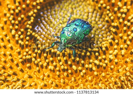 beetle bronze (Cetonia aurata) with drops of dew on a sunflower