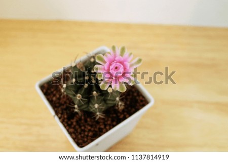 Beautiful flowers of cactus.
