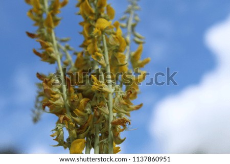 Royalty high quality free stock image of Beautiful summer Yellow blossoms with blue and cloudy sky as background .soft focus.