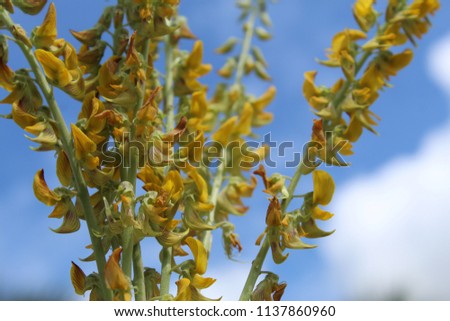 Royalty high quality free stock image of Beautiful summer Yellow blossoms with blue and cloudy sky as background .soft focus.