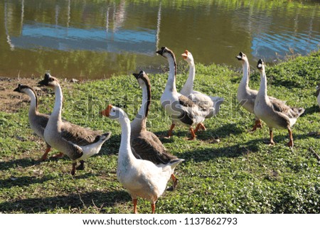 Beautiful goose parade