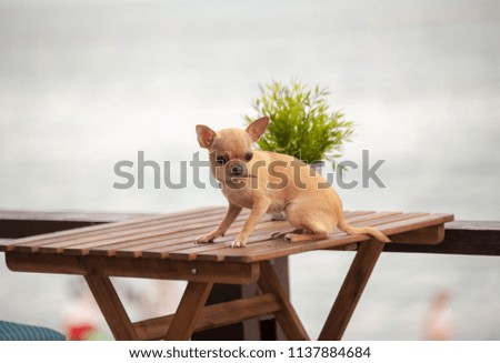 chihuahua sits on the table of a summer cafe