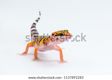 Leopard Gecko on white background Royalty-Free Stock Photo #1137892283