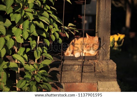 outdoors photography - green magnolia vine leaves covering a wooden porch, with vintage metal bars and a red and white cat, on a sunny summer day in Warsaw, Poland