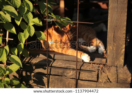 outdoors photography - green magnolia vine leaves covering a wooden porch, with vintage metal bars and a red and white cat, on a sunny summer day in Warsaw, Poland