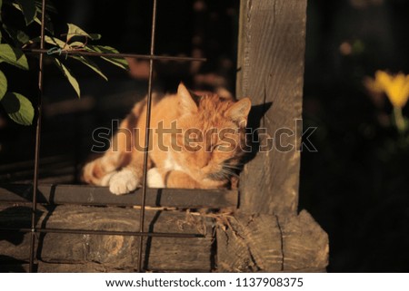 outdoors photo of animals - red and white cat relaxing on a porch with magnolia vine leaves covering a wooden porch, with vintage metal bars and a red and white cat, on a sunny  day in  Poland, Europe
