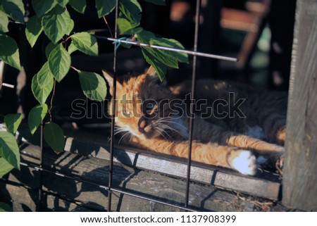 outdoors photo of animals - red and white cat relaxing on a porch with magnolia vine leaves covering a wooden porch, with vintage metal bars and a red and white cat, on a sunny  day in  Poland, Europe