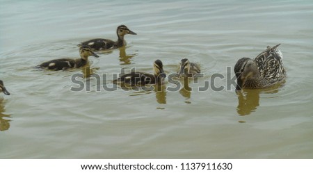 duck and ducklings on a lake