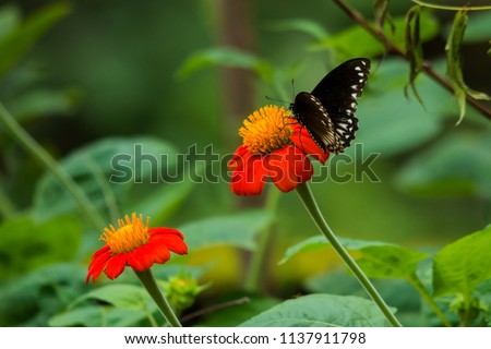 Oriental Common Mime butterfly on zinnia flower