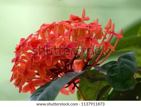Orange Color Ixora Plant And Flower With Green Background