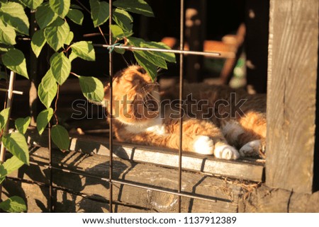 outdoors photo of animals - red and white cat yawning on a porch with magnolia vine leaves covering a wooden porch, with vintage metal bars, on a sunny  day in  Poland, Europe