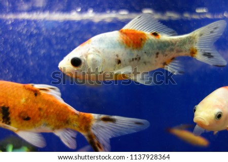Beautiful goldfish, carp, fishes. Macro photography.